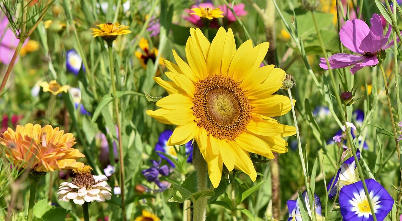 Bloementuin
