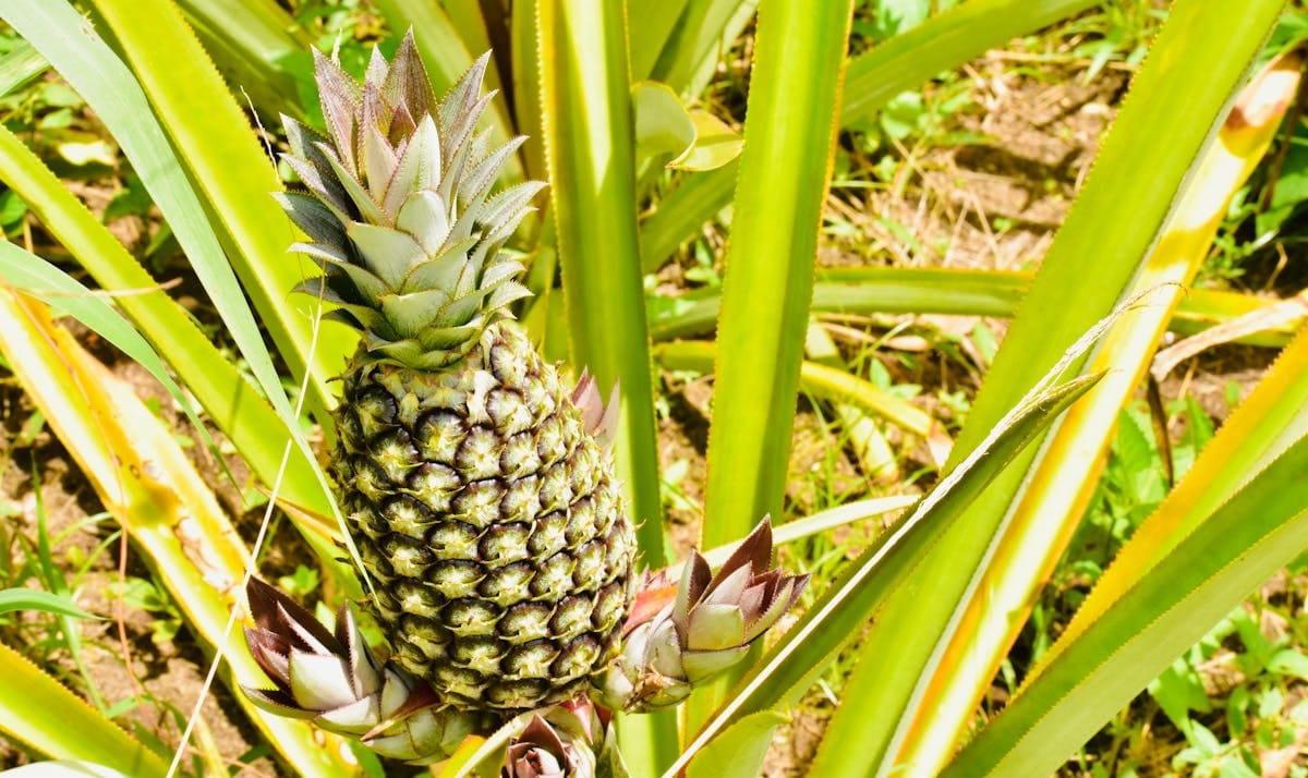 Waarom de toekomst van de Surinaamse ananas veelbelovend is